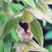 Orchidaceae > Epipactis helleborine - Épipactis helléborine
