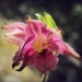 Orchidaceae > Epipactis atrorubens - Epipactis pourpre noirâtre
