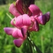Fabaceae > Onobrychis montana - Esparcette des montagnes
