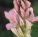 Fabaceae > Onobrychis arenaria - Esparcette des sables