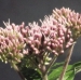 Asteraceae > Eupatorium cannabinum - Eupatoire chanvrine