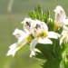 Scrophulariaceae > Euphrasia sp. - Euphraise