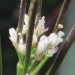 Brassicaceae > Arabidopsis thaliana - fausse Arabette
