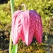 Liliaceae > Fritillaria meleagris - Fritillaire pintade