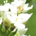 Rubiaceae > Galium boreale - Gaillet boréal