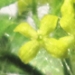 Rubiaceae > Cruciata laevipes - Gaillet croisette