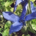 Gentianaceae > Gentiana ciliata - Gentiane ciliée