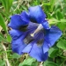 Gentianaceae > Gentiana clusii - Gentiane de l'écluse