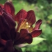 Gentianaceae > Gentiana purpurea - Gentiane pourpre
