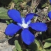 Gentianaceae > Gentiana sp. - Gentiane