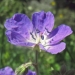 Geraniaceae > Geranium sylvaticum - Géranium des bois