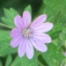 Geraniaceae > Geranium pyrenaicum - Géranium des Pyrénées