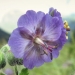 Geraniaceae > Geranium phaeum - Géranium livide