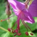 Geraniaceae > Geranium macrorrhizum - Géranium à gros rhizome