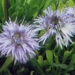 Globulariaceae > Globularia cordifolia - Globulaire cordée
