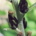 Asteraceae > Gnaphalium sylvaticum - Gnaphale des bois