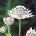 Apiaceae > Astrantia major - grande Astrance