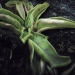Lentibulariaceae > Pinguicula vulgaris - Grassette commune