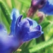 Boraginaceae > Lithodora prostrata - Grémil à rameaux étalés