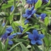 Boraginaceae > Buglossoides purpurocaerulea - Grémil pourpre bleu