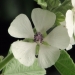 Malvaceae > Althaea officinalis - Guimauve officinale