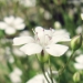 Caryophyllaceae > Gypsophila repens - Gypsophile rampante