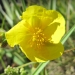 Cistaceae > Helianthemum nummularium - Helianthème