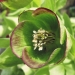 Ranunculaceae > Helleborus foetidus - Hellébore fétide