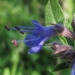 Lamiaceae > Hyssopus officinalis - Hysope officinale