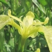 Iridaceae > Iris pseudacorus - Iris des marais