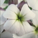 Brassicaceae > Hesperis matronalis - Julienne des dames