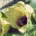 Solanaceae > Hyoscyamus niger - Jusquiame