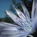 Asteraceae > Cicerbita plumieri - Laitue de plumier