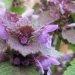 Lamiaceae > Lamium purpureum - Lamier pourpre