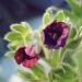 Boraginaceae > Cynoglossum officinale - Langue de chien