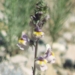 Scrophulariaceae > Linaria repens - Linaire rampante