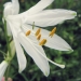 Xanthorrhoeaceae >Paradisea Liliastrum - Lis des alpes