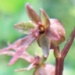 Orchidaceae > Neottia cordata - Listère en coeur
