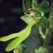 Orchidaceae > Neottia ovata - Listère ovale