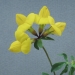 Fabaceae > Lotus corniculatus - Lotier corniculé