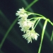 Juncaceae > Luzula nivea - Luzule blanc de neige