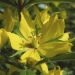 Primulaceae > Lysimachia punctata - Lysimaque ponctuée