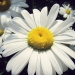 Asteraceae > Leucanthemum vulgare - Marguerite