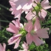 Malvaceae > Malva moschata - Mauve musquée