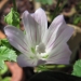 Malvaceae > Malva neglecta - petite Mauve