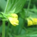 Orobanchaceae > Melampyrum sylvaticum - Melampyre des bois