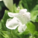 Lamiaceae > Melissa officinalis - Mélisse officinale