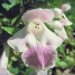 Lamiaceae > Melittis melissophyllum - Mélitte à feuilles de mélisse