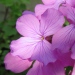 Brassicaceae > Lunaria annua - Monnaie du pape