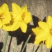 Amaryllidaceae > Narcissus pseudonarcissus - Narcisse jaune
